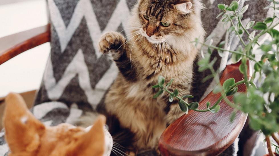 Veterinari upozoravaju šta nikako ne treba da radite ako imate mačku za kućnog ljubimca