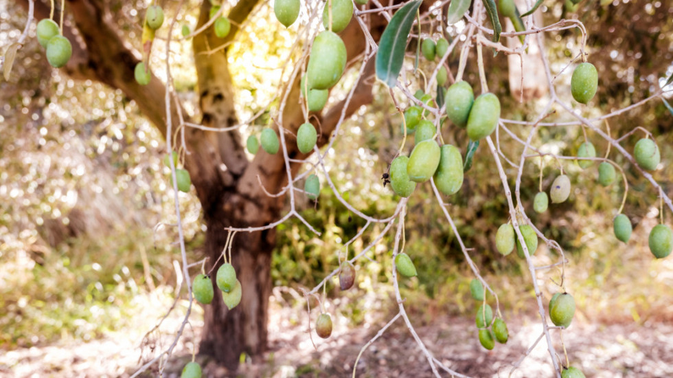 Zaplenjeno više od 30 tona maslina u Francuskoj, sadrže zabranjen konzervans
