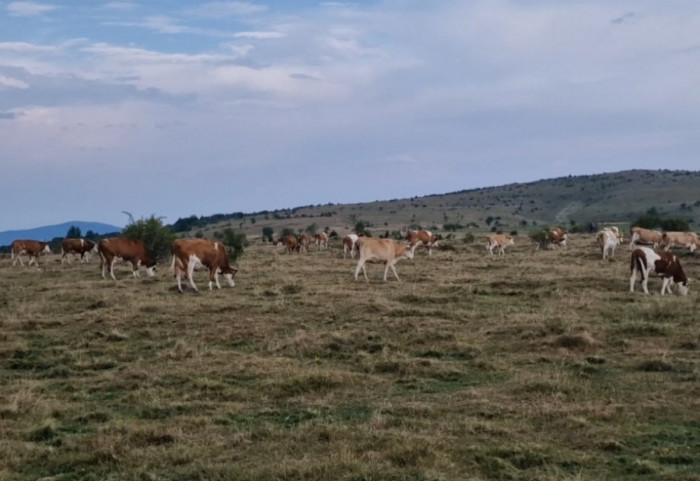 Vojska spasila više od dvesta grla stoke na Staroj planini