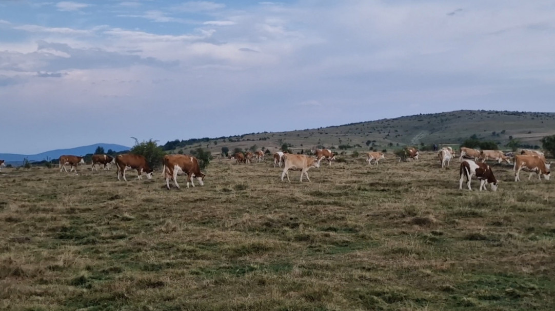 Vojska spasila više od dvesta grla stoke na Staroj planini