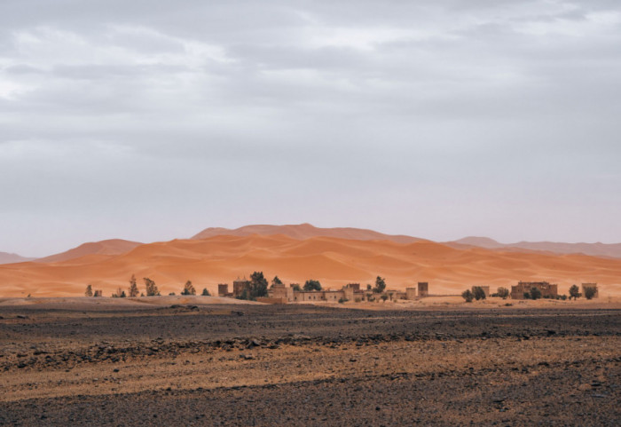 Sahara ozelenila zbog neobičnog priliva kiše: Biljni svet buja u sušnoj pustinji