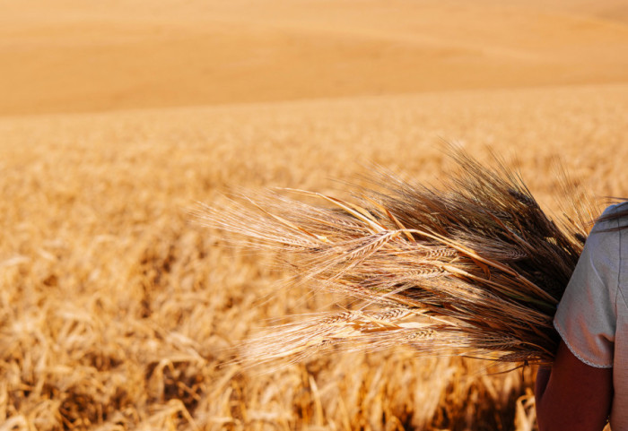 Kako kuvana pšenica pomaže u borbi sa hemoroidima?