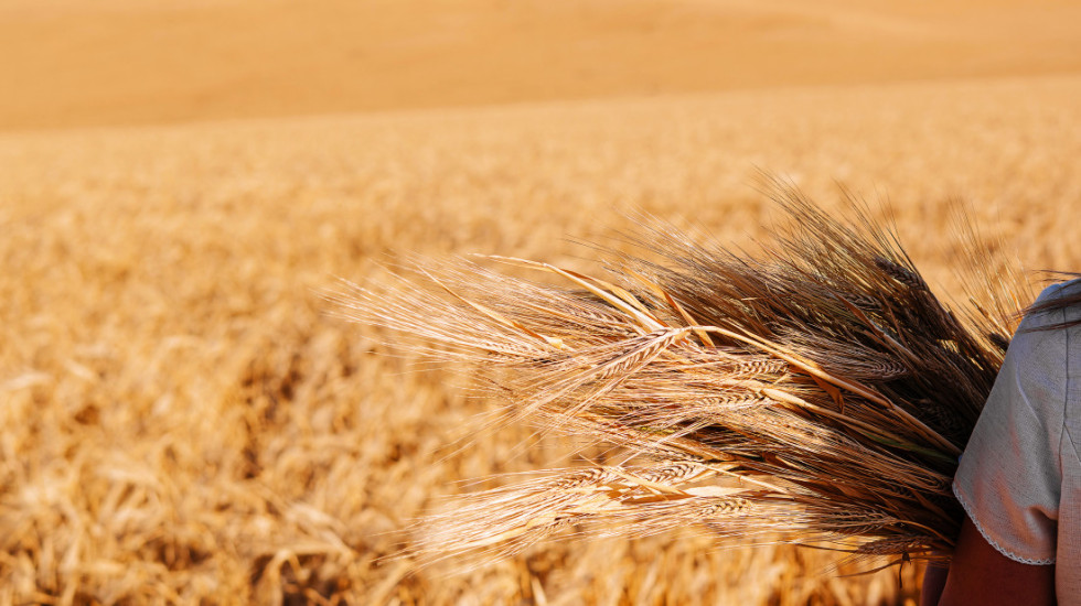 Kako kuvana pšenica pomaže u borbi sa hemoroidima?