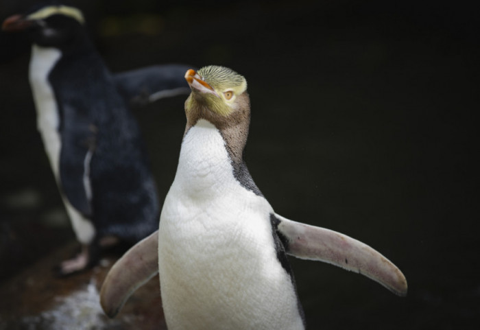 Nepoznata zaraza izazvala pomor pingvina u holandskom zoološkom vrtu
