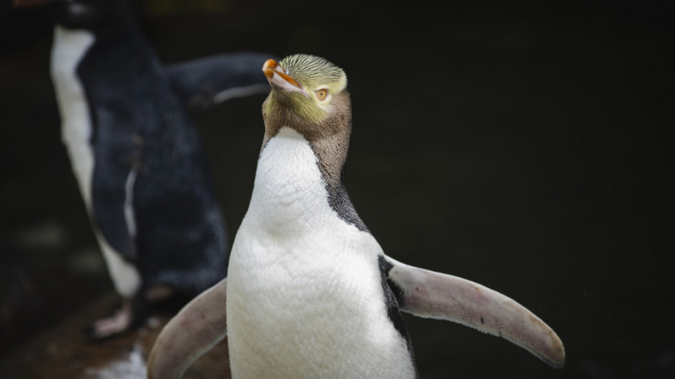 Nepoznata zaraza izazvala pomor pingvina u holandskom zoološkom vrtu
