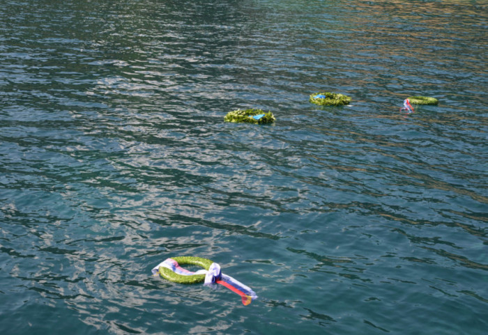 Natalijina ramonda na Dan primirja: Cvet koji oživi kad se osuši simbol je stradanja