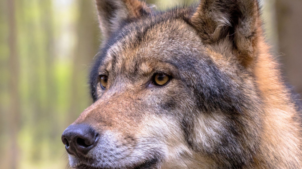 Vuk napao dete (5) u selu kod Štrpca, hitno prevezeno u bolnicu