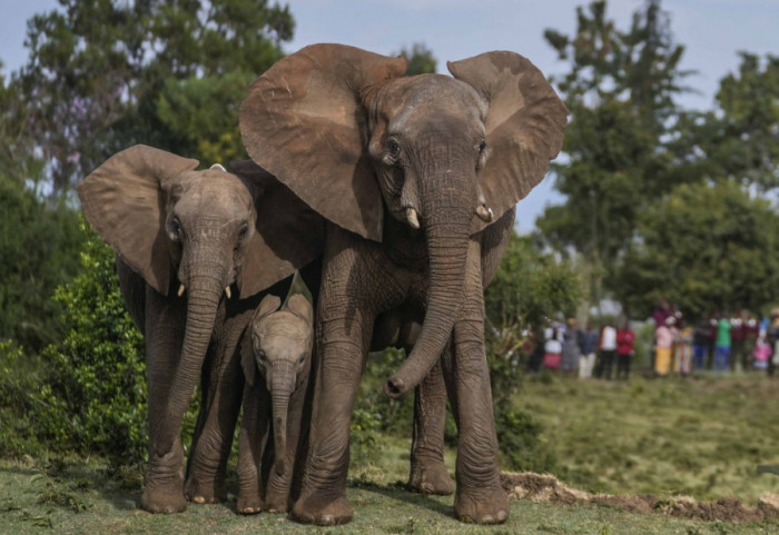 Uginula najstarija afrička slonica na svetu u zoo-vrtu u Barseloni, imala 54 godine