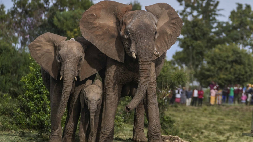 Uginula najstarija afrička slonica na svetu u zoo-vrtu u Barseloni, imala 54 godine