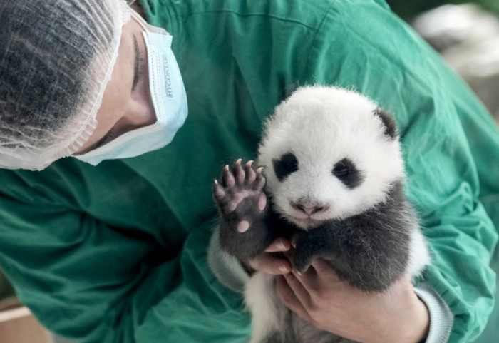 (FOTO) Berlinski zoološki vrt dobio pravu atrakciju: Posetioci prvi put mogu da vide blizance pande