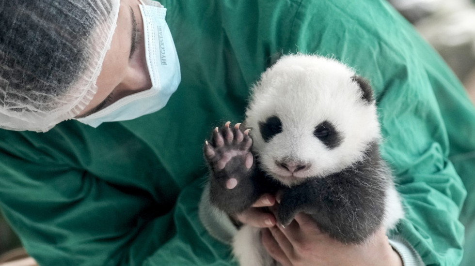 (FOTO) Berlinski zoološki vrt dobio pravu atrakciju: Posetioci prvi put mogu da vide blizance pande