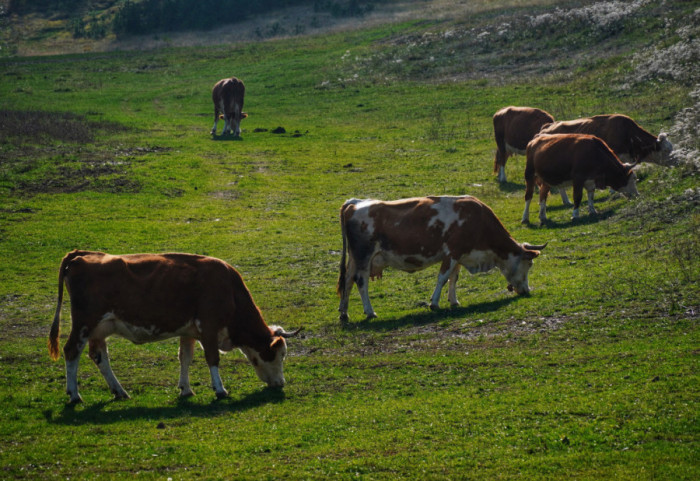 Načelnica Odeljenja za veterinarsku inspekciju: Nema velikog rizika od širenja antraksa u Srbiji