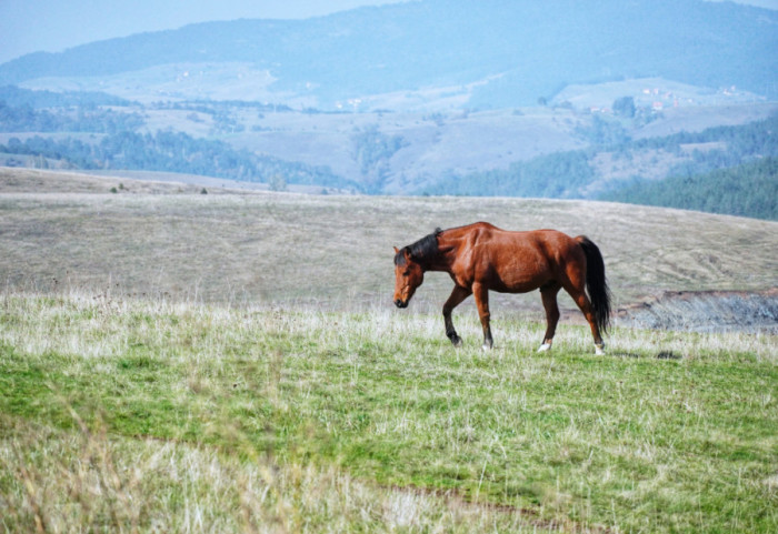 Raste broj turista u Srbiji: Najviše poseta zabeleženo iz Severne Makedonije