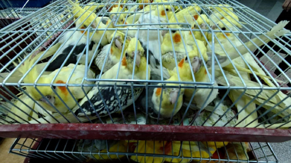 Zaplenjeno 1.600 ptica na aerodromu u Lagosu, prenošene u Kuvajt bez dozvole