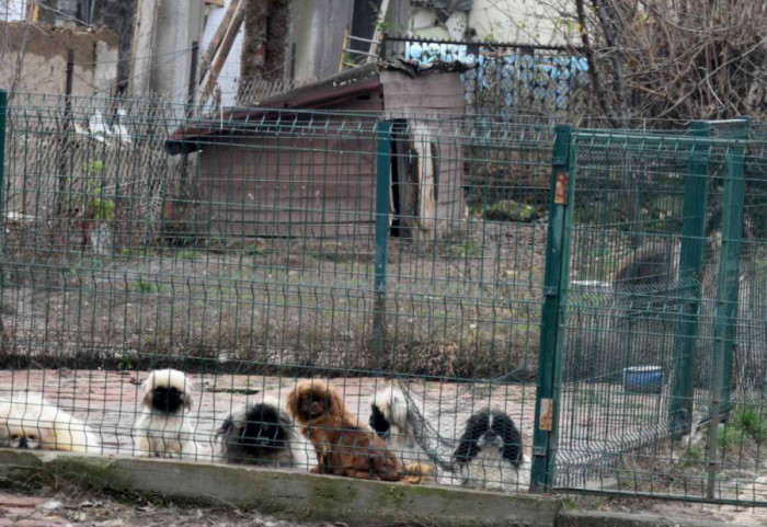 Kruševljanin krijumčario kućne ljubimce, neovlašćeno se bavio odgajanjem skupocenih rasa pasa