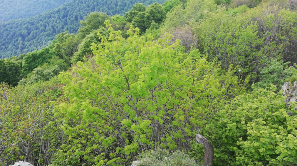 Pilot paraglajder se zaglavio u krošnji na Fruškoj Gori, spasili ga pripadnici Gorske službe spasavanja