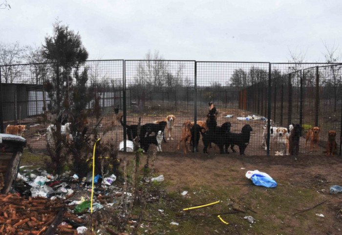 Uhapšena zbog ubistva i zlostavljanja životinja u prihvatilištu: Držala više od 50 pasa u nehumanim uslovima