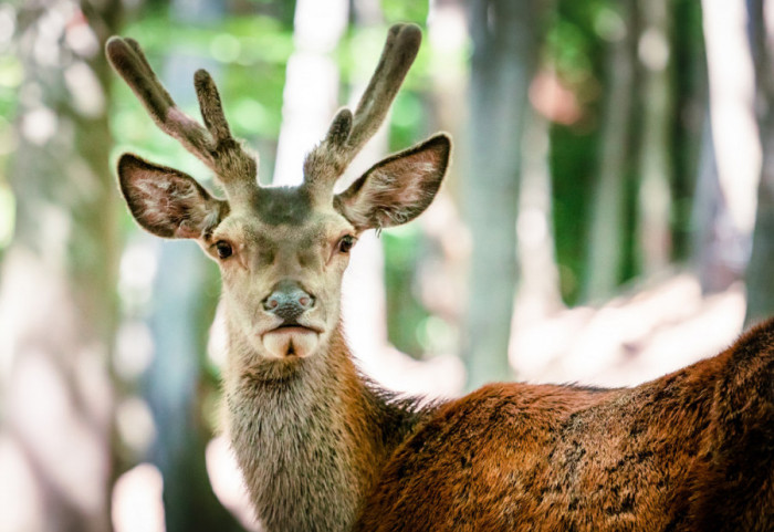 Jeleni ponovo gospodari Vršačkih planina, pre pet godina gotovo da ih nije bilo