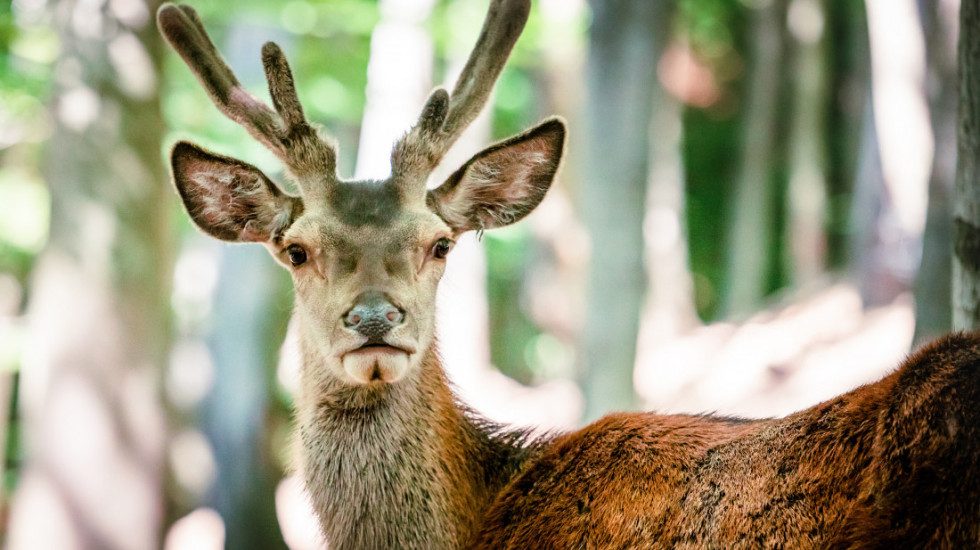 Jeleni ponovo gospodari Vršačkih planina, pre pet godina gotovo da ih nije bilo