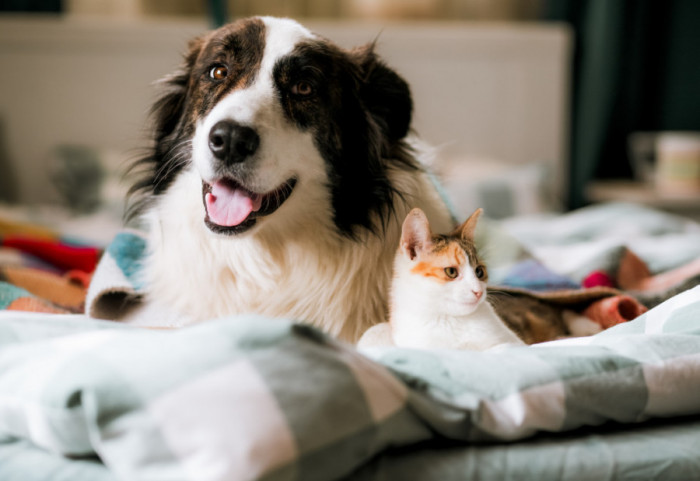 Šest znakova da vaš ljubimac mora kod veterinara