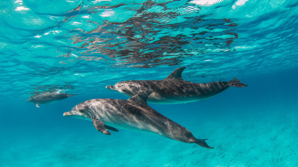 Hemikalije iz elektronskog otpada pronađene u mozgu i telima delfina