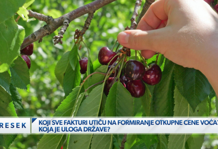 (VIDEO) "Smanjeni zasadi pod malinom, višnja prepolovljena": Kako će se kretati otkupne cene voća ove godine