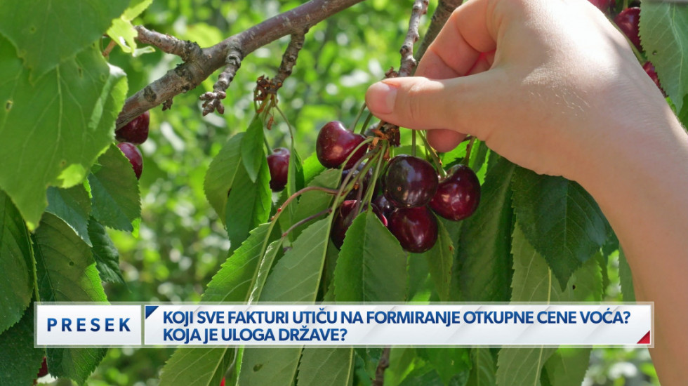 (VIDEO) "Smanjeni zasadi pod malinom, višnja prepolovljena": Kako će se kretati otkupne cene voća ove godine
