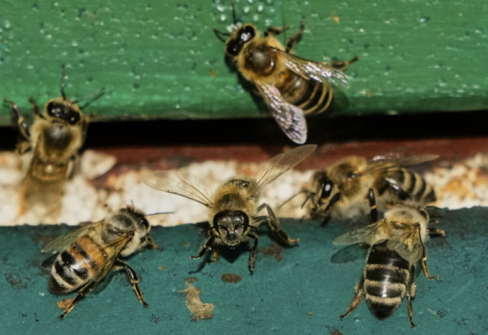 Falsifikovani med otežava rad srpskih pčelara, kako da prepoznate pravi