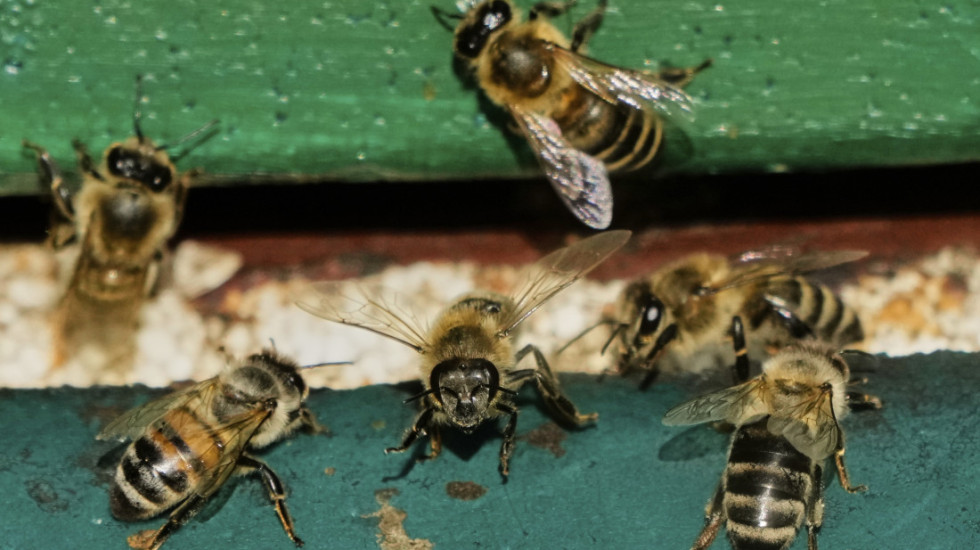 Falsifikovani med otežava rad srpskih pčelara, kako da prepoznate pravi