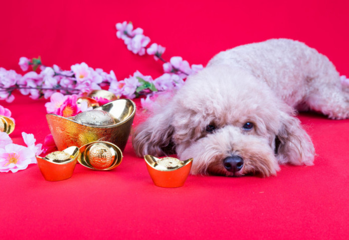 Šest znakova zimske depresije kod pasa: Kako da pomognete vašem ljubimcu da je prebrodi