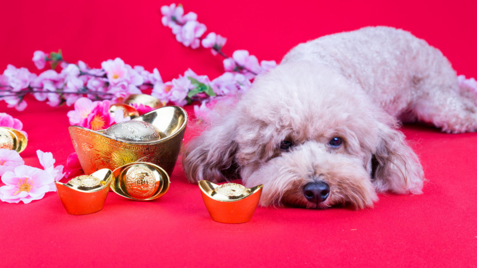 Šest znakova zimske depresije kod pasa: Kako da pomognete vašem ljubimcu da je prebrodi