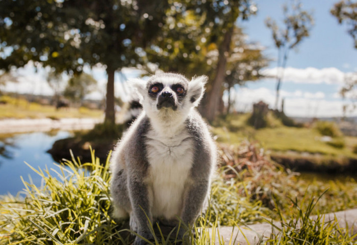 Najstariji lemur na svetu napunio 39 godina, ušao u Ginisovu knjigu rekorda: "U proseku žive između 20 i 25"