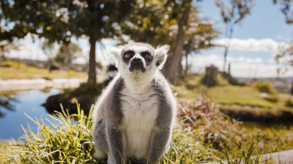 Najstariji lemur na svetu proslavio 39. rođendan: Stampijeva dugovečnost nagrađena ulaskom u Ginisovu knjigu rekorda