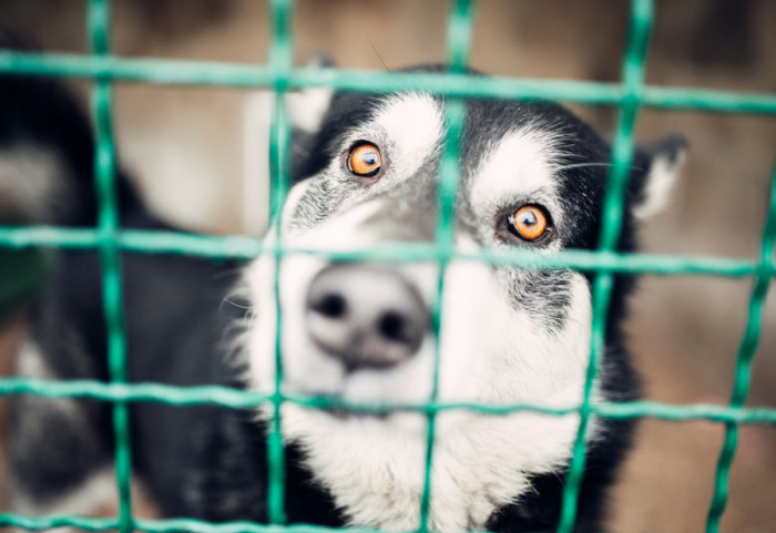 U požaru u Japanu nastradalo oko 100 pasa u uzgajivačnicama