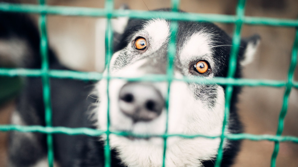 U požaru u Japanu nastradalo oko 100 pasa u uzgajivačnicama