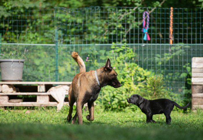 Život sa najskupljim rasama pasa: Skoro 20.000 evra za potrebe rumunskog mioritskog ovčara