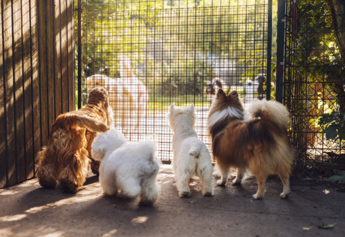 Psi prate ljude u migracijama širom Evroazije već skoro 10.000 godina