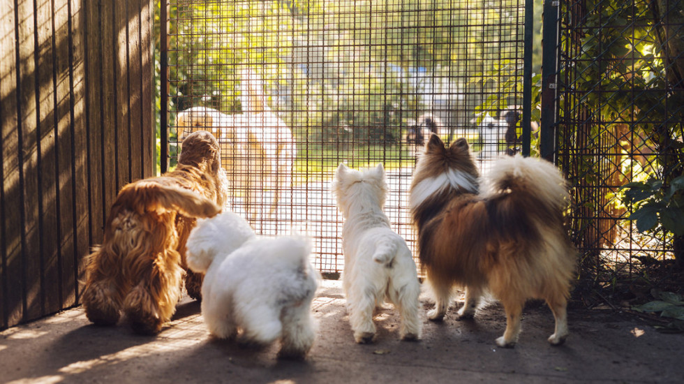 Psi prate ljude u migracijama širom Evroazije već skoro 10.000 godina