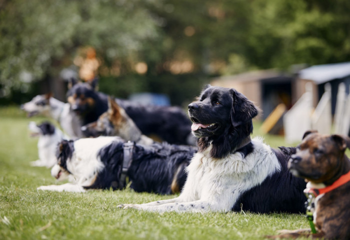 U Velikoj Britaniji sve više napuštenih kućnih ljubimaca zbog porasta troškova za hranu