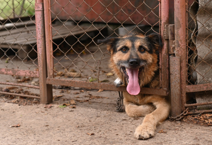 Vezivanje pasa u dvorištu postaje zabranjeno u Sloveniji: Kazne od 1.000 do 1.600 evra