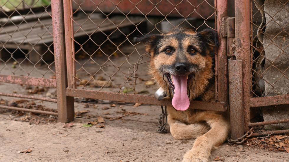 Vezivanje pasa u dvorištu postaje zabranjeno u Sloveniji: Kazne od 1.000 do 1.600 evra