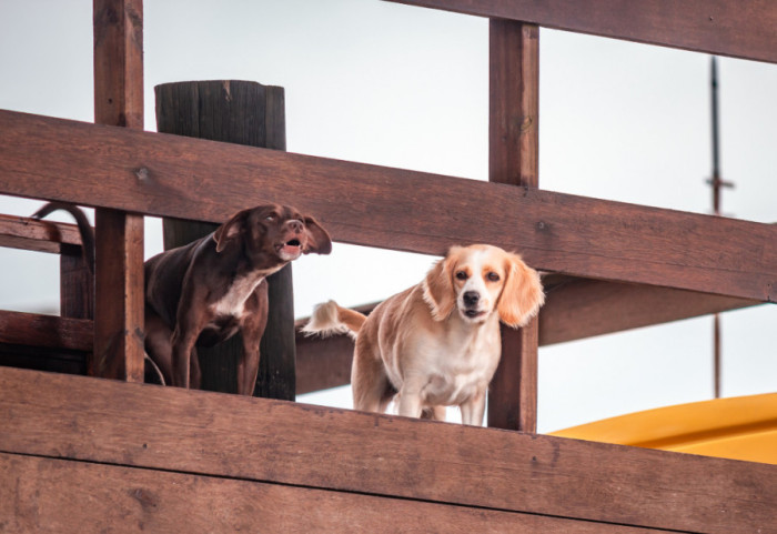 Najčešće greške koje novi vlasnici pasa svakodnevno prave