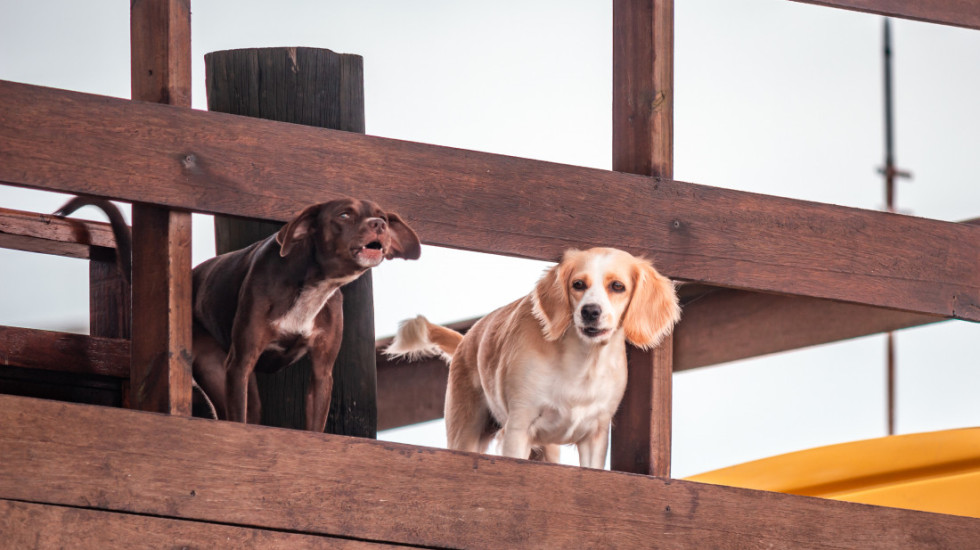 Najčešće greške koje novi vlasnici pasa svakodnevno prave