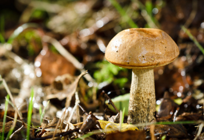 Par u Grčkoj u kritičnom stanju posle trovanja divljim pečurkama