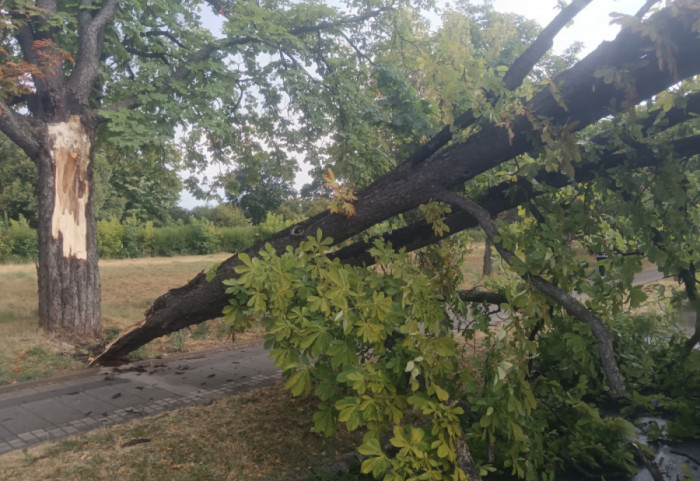 Olujni vetar u Istri obarao stabla na saobraćajnice: Vatrogasci imali 23 intervencije