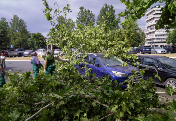 (VIDEO) Ko plaća štetu ako drvo padne na automobil ili vetar ošteti krov - građani, osiguranje ili gradske službe?