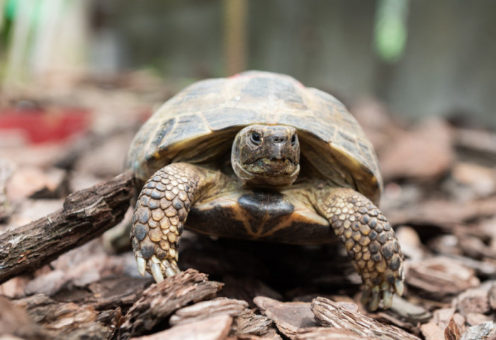 Kornjače bi mogle da imaju ključ za pronalaženje leka protiv raka