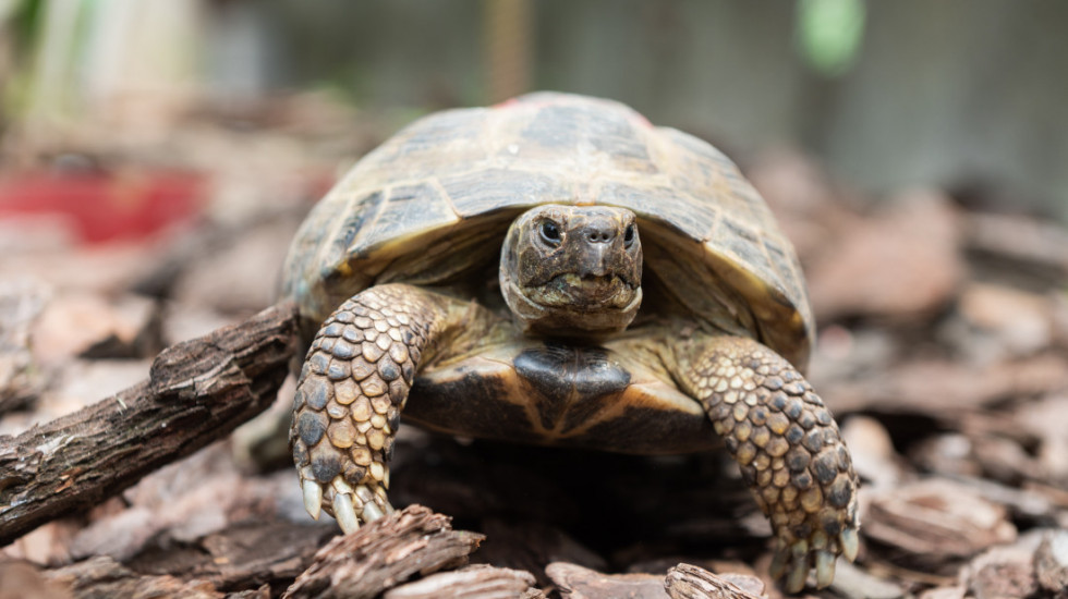Kornjače bi mogle da imaju ključ za pronalaženje leka protiv raka