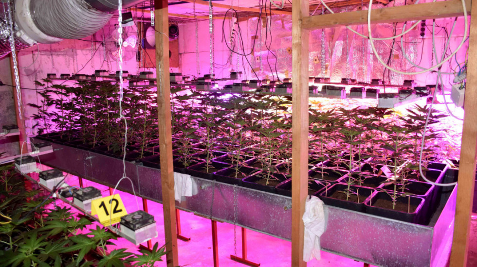 (FOTO) Otkrivena laboratorija za uzgoj marihuane u Čurugu, uhapšen muškarac (63)