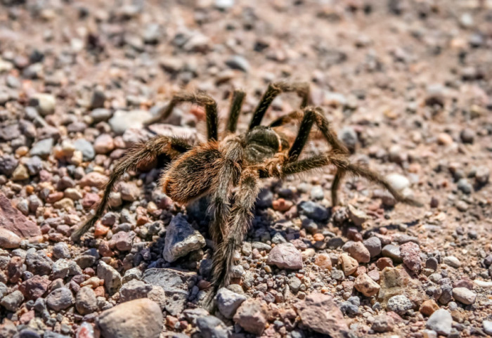 Nemački carinici zaplenili oko 1.500 tarantula na aerodromu u Kelnu
